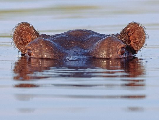 Exploring Nature: Hippos