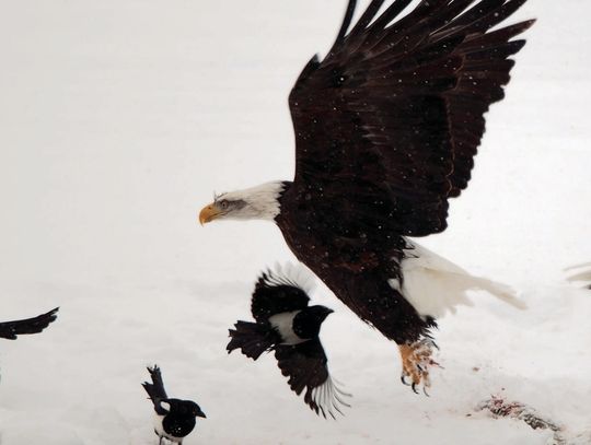 Exploring Nature: Hummers, Haines and Capri