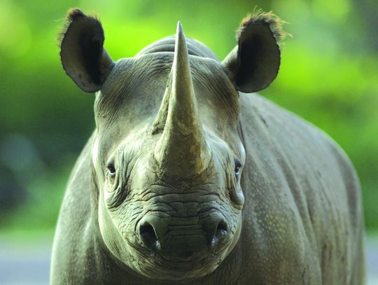 Exploring Nature: Lawns and Rhinos