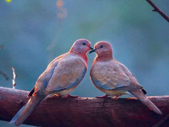 Exploring Nature: Love is in the Air