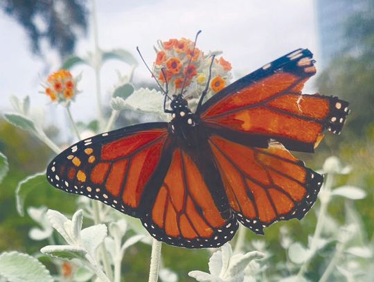 Exploring Nature: Milkweed