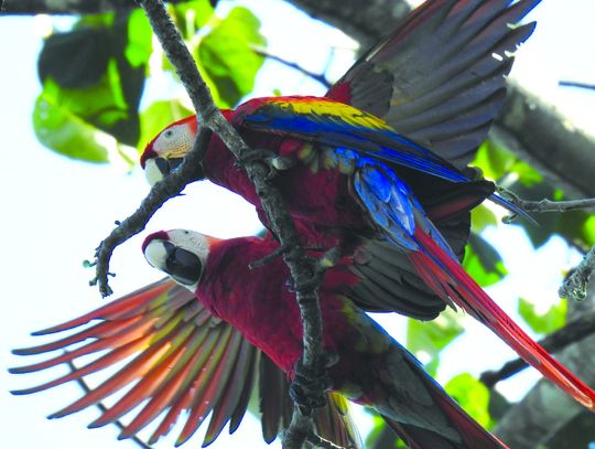 Exploring Nature: Most Beautiful Bird