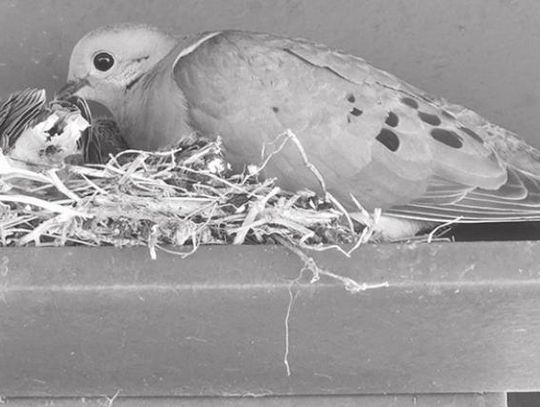 EXPLORING NATURE: MOURNING DOVES