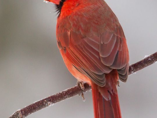 Exploring Nature: My Common Birds