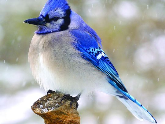 Exploring Nature: New Calendar