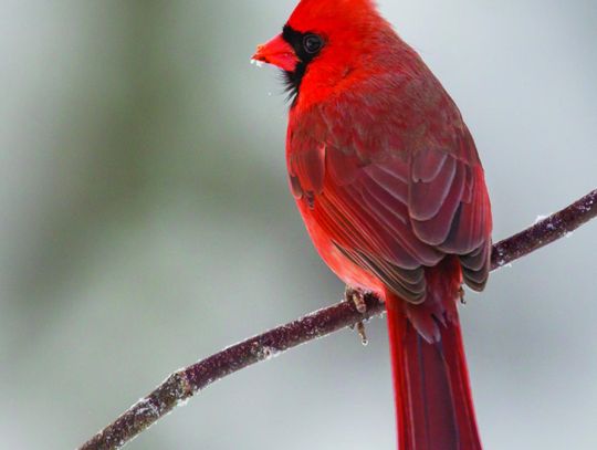 Exploring Nature: Northern Cardinals