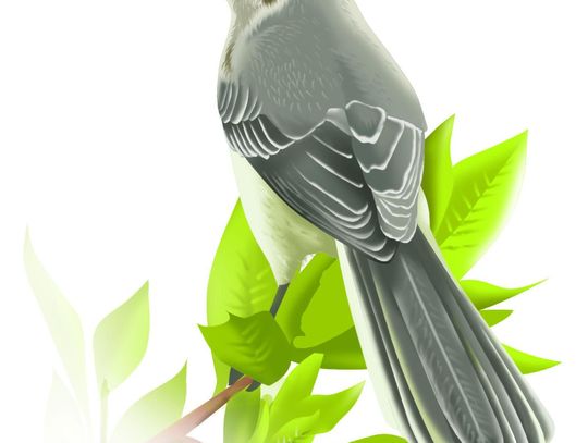 Exploring Nature: Northern Mockingbird