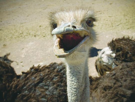 EXPLORING NATURE: OSTRICH