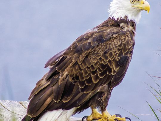 Exploring Nature: Our National Bird