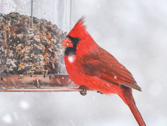 Exploring Nature: Surviving Winter