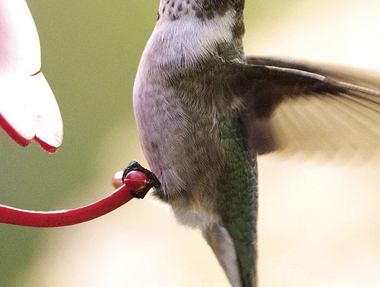 Exploring Nature: The Hummers Are Coming!