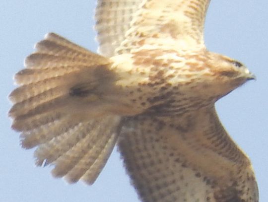 Exploring Nature: The Lost Hawk