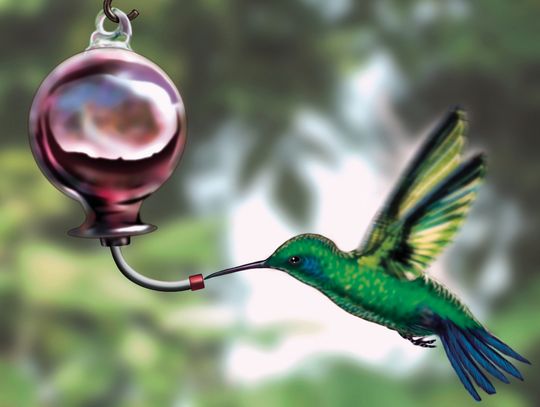 Exploring Nature: They’re Back!