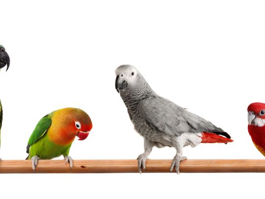 Exploring Nature: Ugly & Beautiful Birds