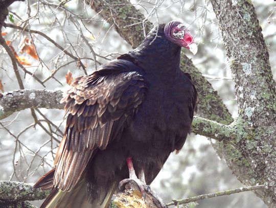 Exploring Nature: Unusual Bird Food