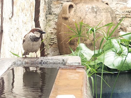 Exploring Nature: Wimberley Refuge