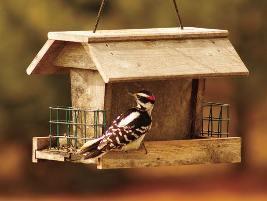 Exploring Nature: Woodpeckers
