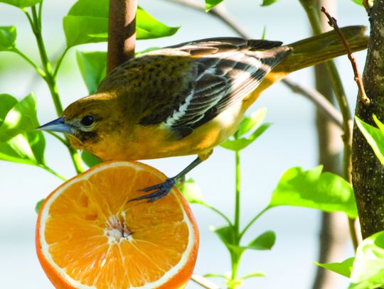 Exploring Nature: Yellow-Rumped W
