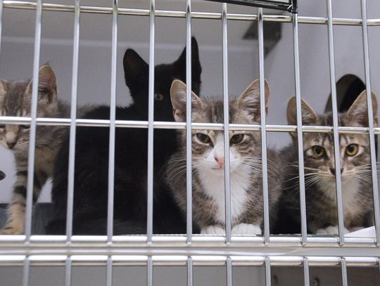 Facility work continues at regional animal shelter