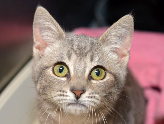 February is Spay & Neuter Awareness Month