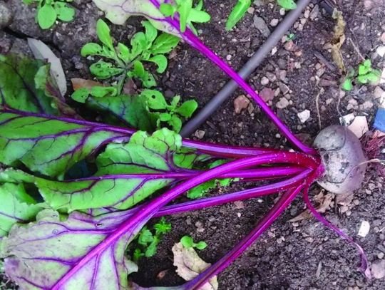 February means cleaning time for Central Texas gardens