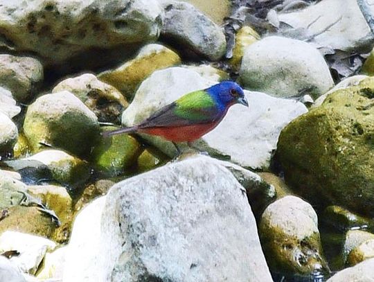 Finding a pair of painted buntings at Purgatory Creek Trail