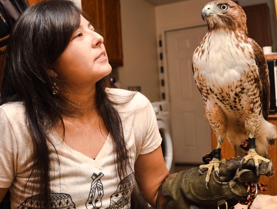 From nesting to maturity, falconer watches bird grow