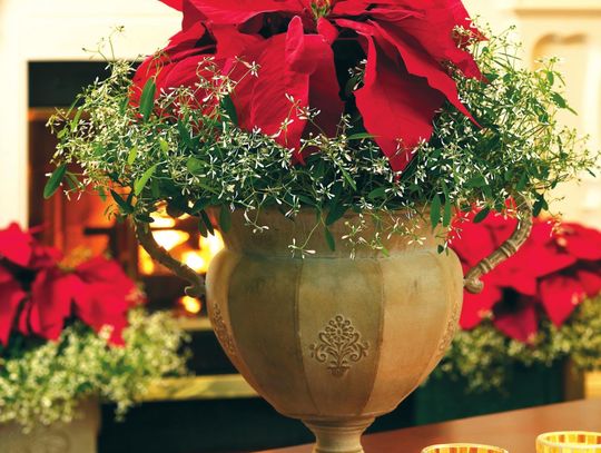 Frost Your Poinsettia for a Christmas remembered