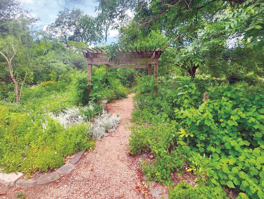 Gardening during drought