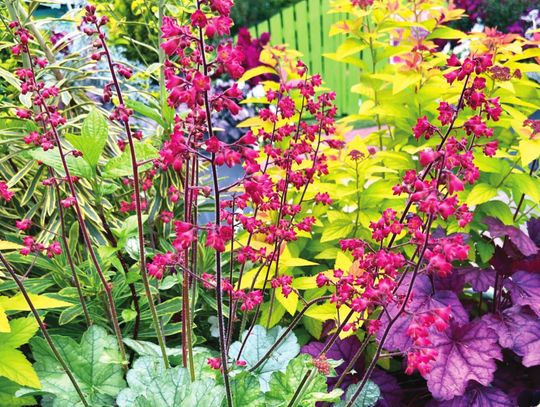 Gardens of beauty await those for whom the coral bells show