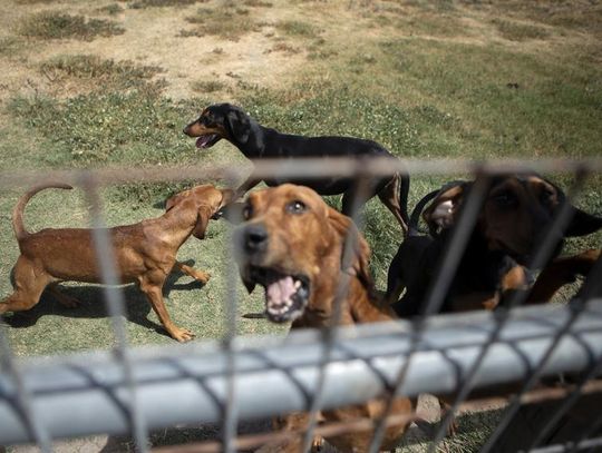 Gov. Greg Abbott vetoes criminal justice bills, legislation to protect dogs, teach kids about domestic violence