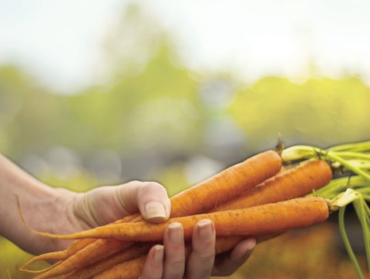 Growing Fantastic Fall Carrots