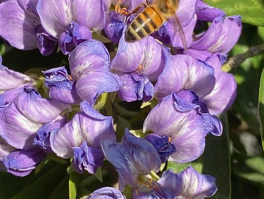 Hays County Honey Harvest Festival will ‘bee’ educational