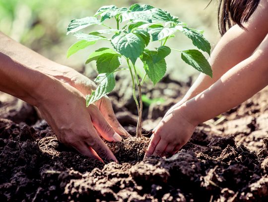 Hays County Master Gardener: Celebrating Trees on Texas Arbor Day