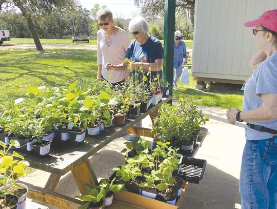 Hays County Master Gardeners to host Fall Plant & Tree Sale