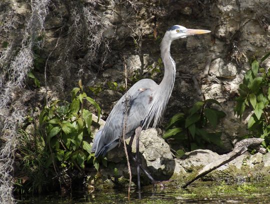 Heron Habitat