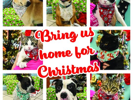 Holiday season marks time to adopt pet from San Marcos Regional Animal Shelter