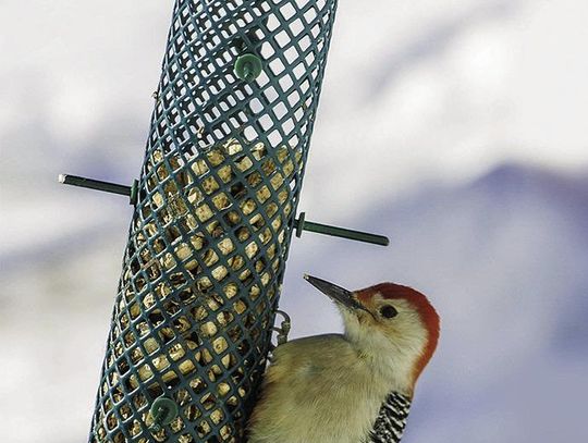 How to care for winter birds that visit your yard