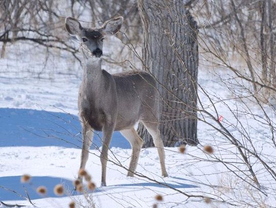 How Winter Storm Uri affected terrestrial animals in Texas