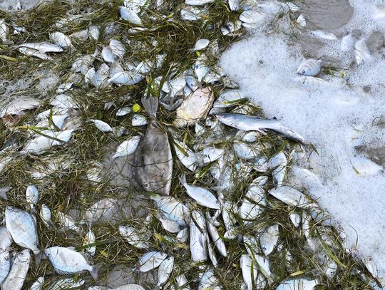 How Winter Storm Uri has affected fish in the gulf coast