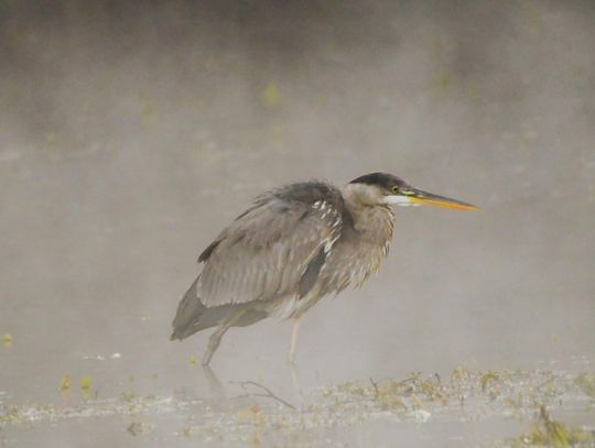 Great Blue Heron, San Marcos River