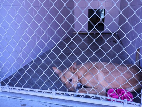 'IT'S PRETTY UNPRECEDENTED': Regional animal shelter faces high capacity over past 9 months 