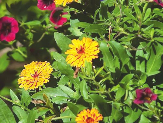 Lady Godiva Calendulas: Award-winning performance North to South