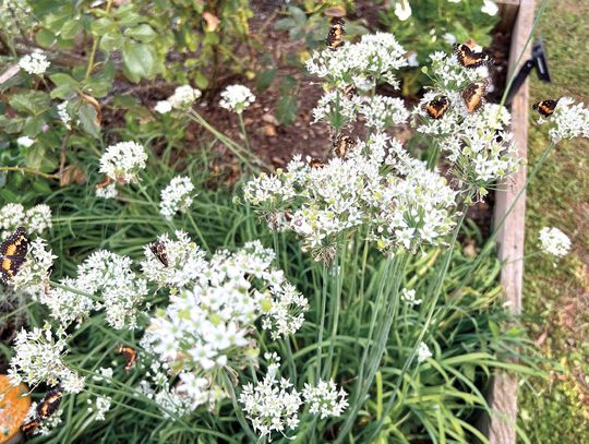 Landscaping with Herbs