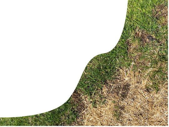 Lawns in Central Texas