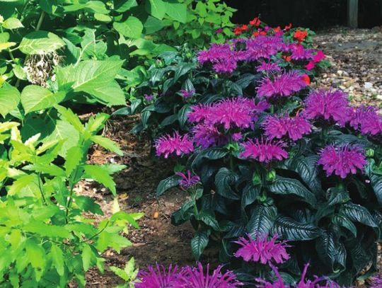 Leading lady headlines Year of the Monarda