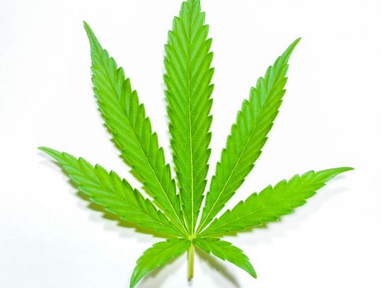 Local group launches campaign to decriminalize cannabis 