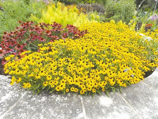 Look to create a gold rush for this award-winning Rudbeckia in 2023