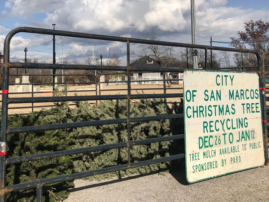 Looking to recycle your Christmas tree? City offers multiple options 