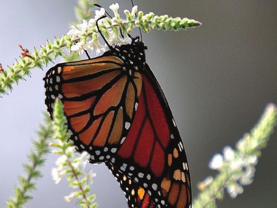 Love, fragrance & butterflies: Get the sweet almond bush verbena this spring